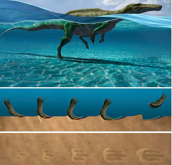 Identifican en Laguna de Cameros 27 huellas de dinosaurios que sabían nadar