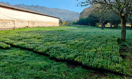 CO2 Revolution arranca su campaña de reforestación con el objetivo de plantar 600.000 árboles