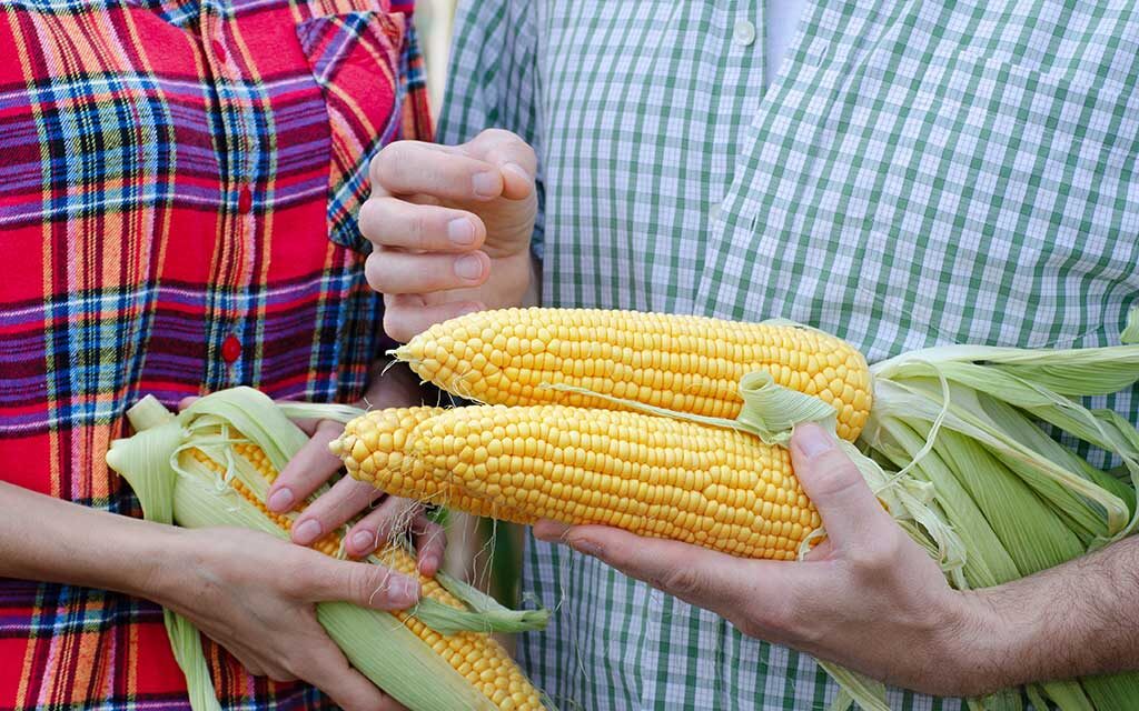 Claraboya. MAZORCAS CON PREMIO