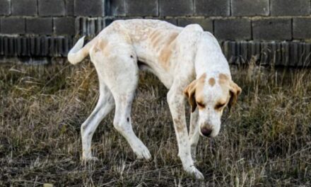 España se vuelca en ayuda animal 