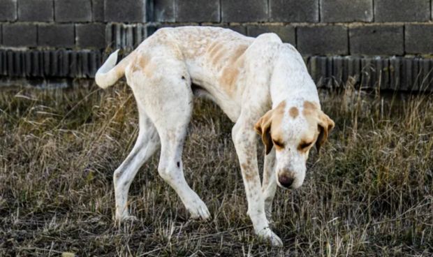 España se vuelca en ayuda animal 