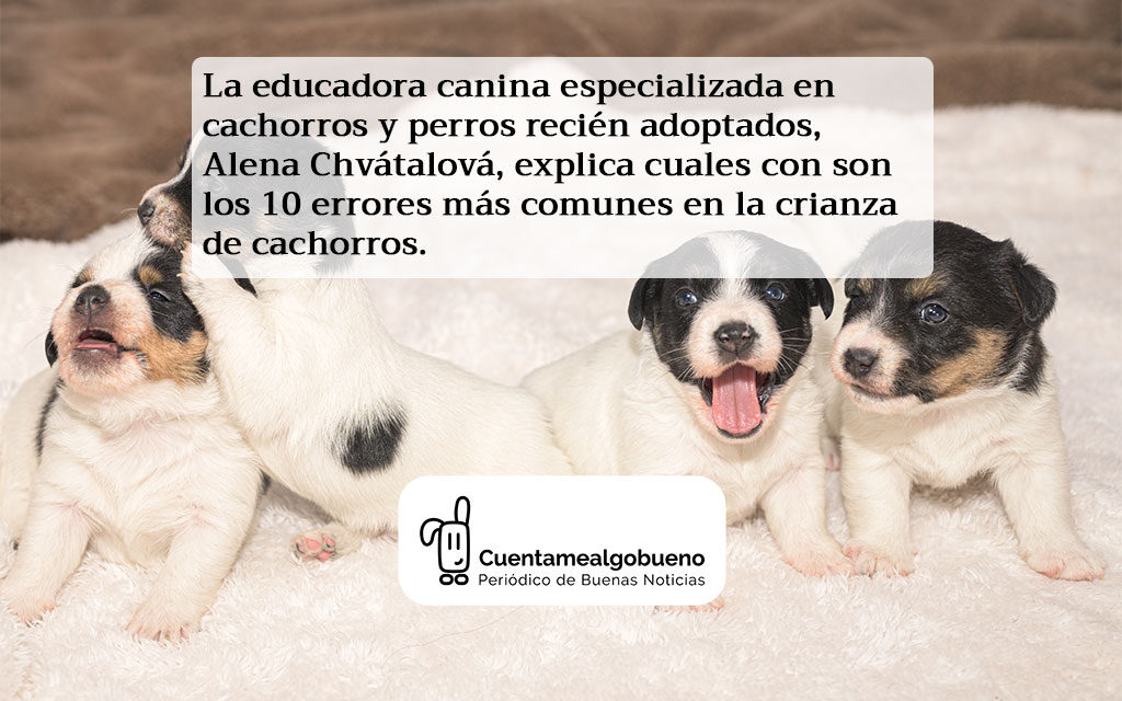 Guía para una crianza de cachorros feliz y equilibrada