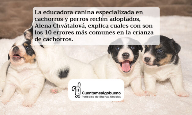 Guía para una crianza de cachorros feliz y equilibrada