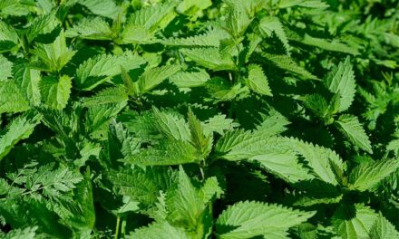 Claraboya. ORTIGAS RETADORAS