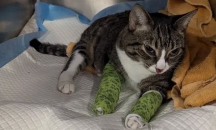 El crowdfunding, el mecanismo para resolver urgencias veterinarias