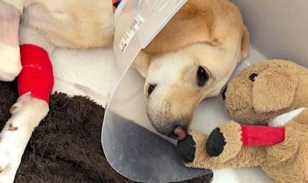 La solidaridad catalana y madrileña crece en el mes de los animales