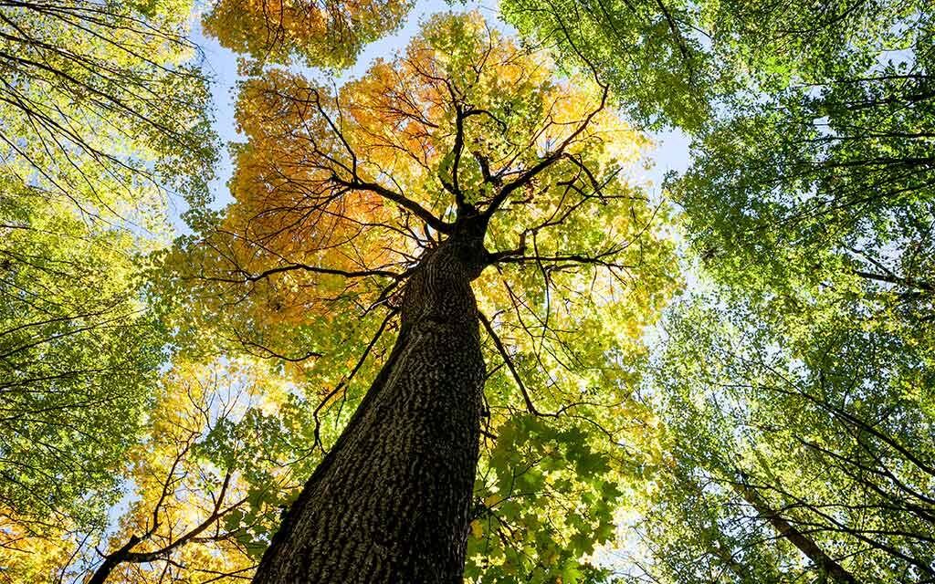 Claraboya. COMO ARBOLADOS FIRMES