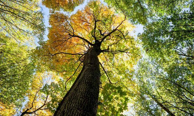 Claraboya. COMO ARBOLADOS FIRMES