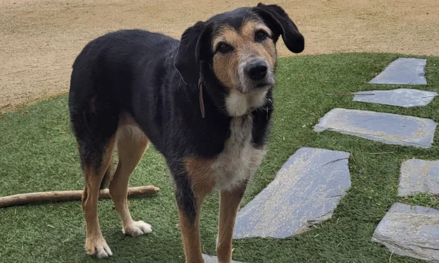 España aboga por los animales: crecen las colectas para protectoras y situaciones de emergencia veterinaria