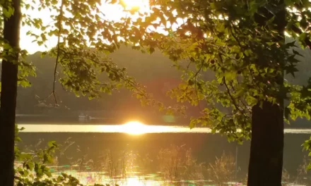 Claraboya. PROCESO DESINTOXICANTE