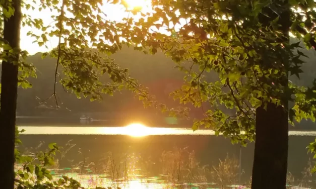 Claraboya. PROCESO DESINTOXICANTE