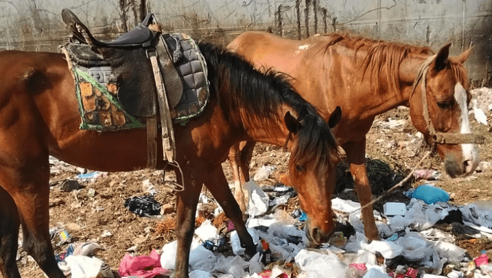 El auge del crowdfunding animal en España: historias de solidaridad que salvan vidas