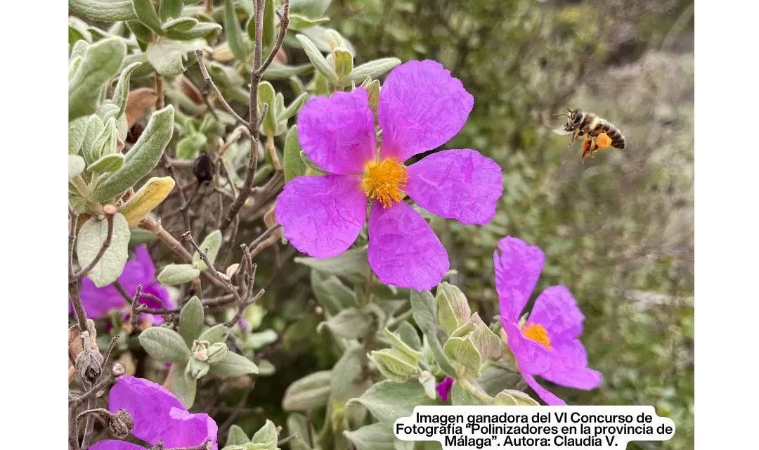 Día Mundial de las Abejas – IX Jornada de Apicultura Urbana y Huertos Urbanos