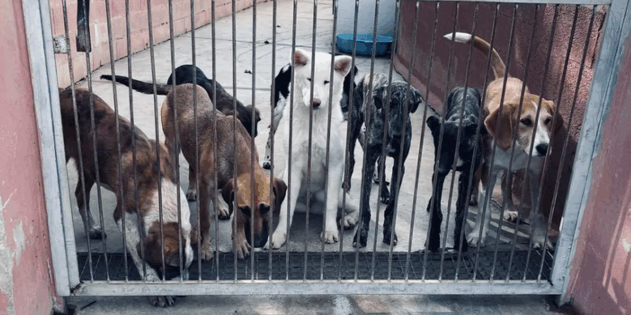 Rescate animal en crisis: cientos de mascotas y animales callejeros luchan por sobrevivir con la ayuda de campañas solidarias