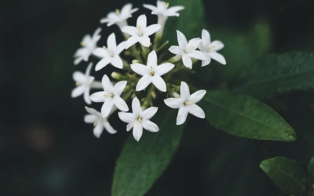 Claraboya. ESPLENDOR EXPRESIVO