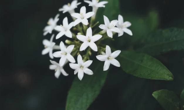 Claraboya. ESPLENDOR EXPRESIVO