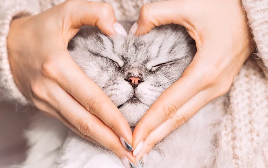 Campañas españolas de crowdfunding alzan la voz para salvar vidas animales