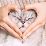 Campañas españolas de crowdfunding alzan la voz para salvar vidas animales