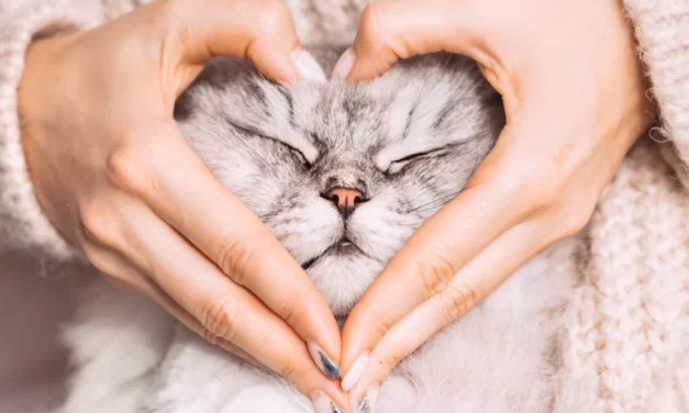 Campañas españolas de crowdfunding alzan la voz para salvar vidas animales