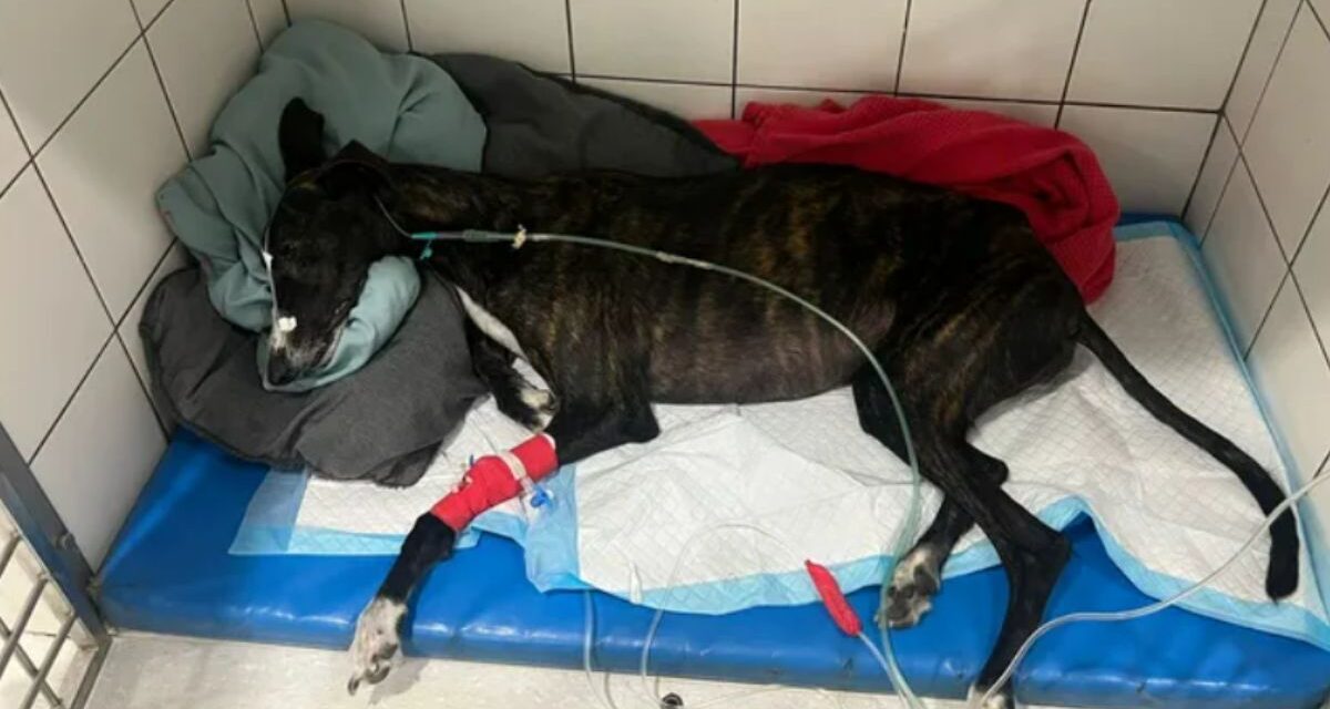 Ayuda para quienes no pueden pedir: solidaridad española para un galgo con deterioro neurológico