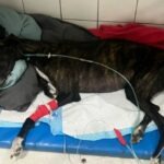 Ayuda para quienes no pueden pedir: solidaridad española para un galgo con deterioro neurológico
