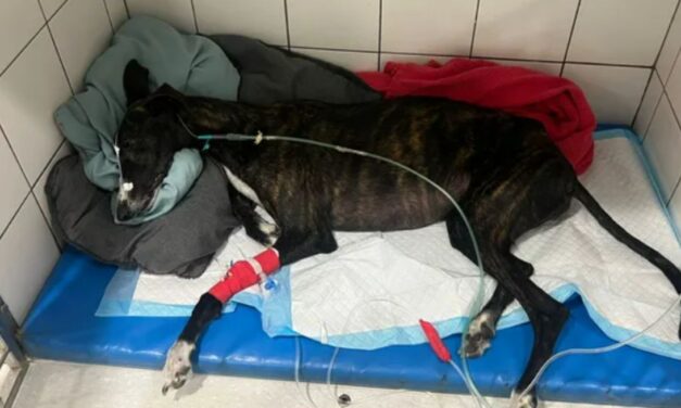 Ayuda para quienes no pueden pedir: solidaridad española para un galgo con deterioro neurológico