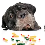 Cómo prevenir intoxicaciones en mascotas