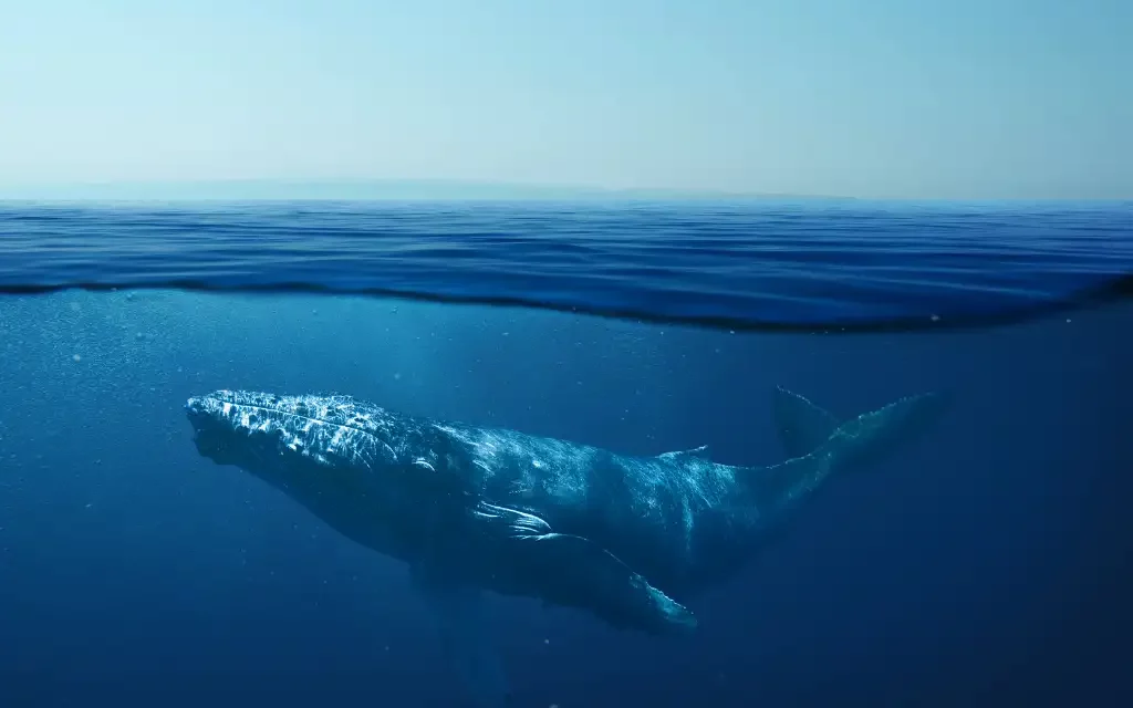 Entra en vigor el histórico Tratado Global de los Océanos