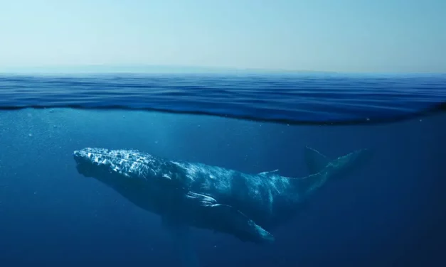 Entra en vigor el histórico Tratado Global de los Océanos