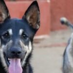 «Ayuda para quienes no pueden pedir», colectas españolas para animales en dificultad y terapias ecuestres