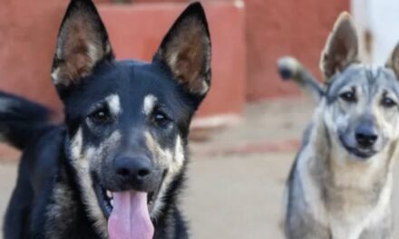 «Ayuda para quienes no pueden pedir», colectas españolas para animales en dificultad y terapias ecuestres
