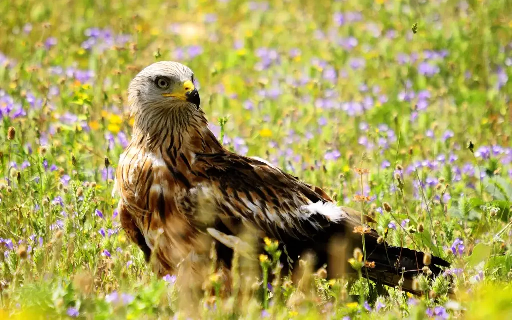La mayor población de europea de milanos reales está en España