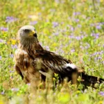 La mayor población de europea de milanos reales está en España