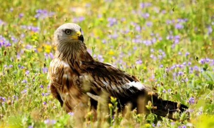 La mayor población de europea de milanos reales está en España