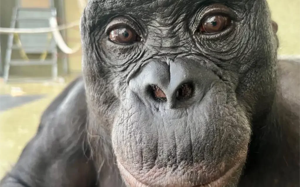 Los simios también saben imaginar como los humanos