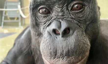 Los simios también saben imaginar como los humanos