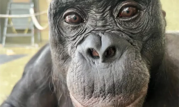 Los simios también saben imaginar como los humanos