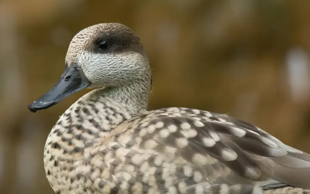 La cerceta pardilla consolida su recuperación en España