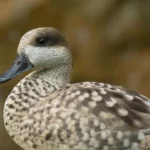 La cerceta pardilla consolida su recuperación en España