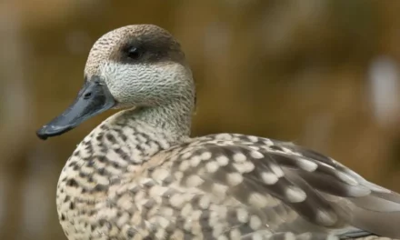 La cerceta pardilla consolida su recuperación en España