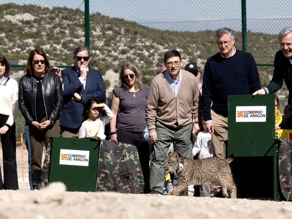 Azcón participa hoy en la suelta de uno de los linces ibéricos | Foto de Gobierno de Aragón
