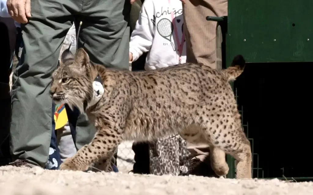 El lince ibérico vuelve a Aragón