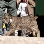 El lince ibérico vuelve a Aragón