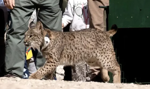 El lince ibérico vuelve a Aragón