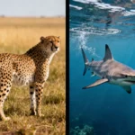 Más de 130 países pactan elevar la protección mundial del guepardo y el tiburón martillo