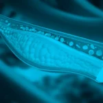 Aitheroscope, el proyecto español finalista en los Premios a la Innovación Social de Fundación Mapfre