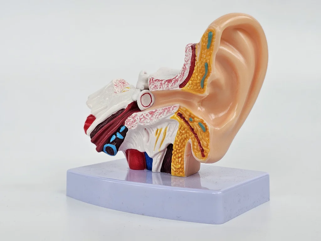 Modelo 3D del oído interno