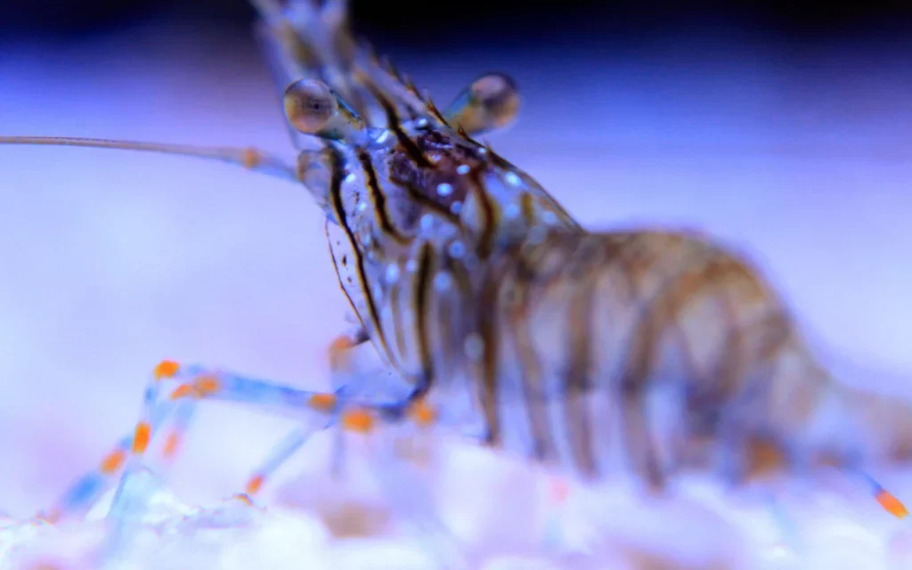 Descubre el origen de los camarones que conquistaron los océanos