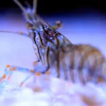 Descubre el origen de los camarones que conquistaron los océanos