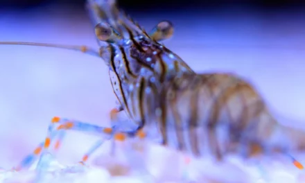 Descubre el origen de los camarones que conquistaron los océanos